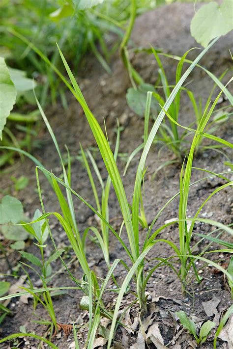 33 Lawn and Garden Weeds: How to Identify and Control Them