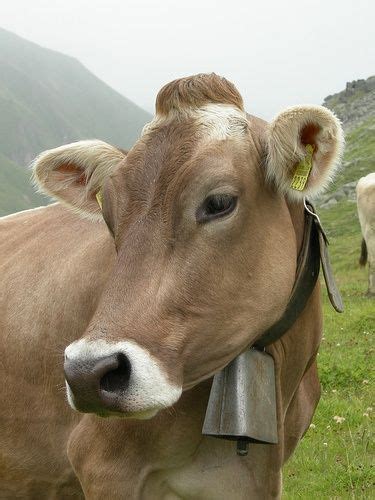 11 best images about Brown Swiss Cattle on Pinterest | To be, Historian ...