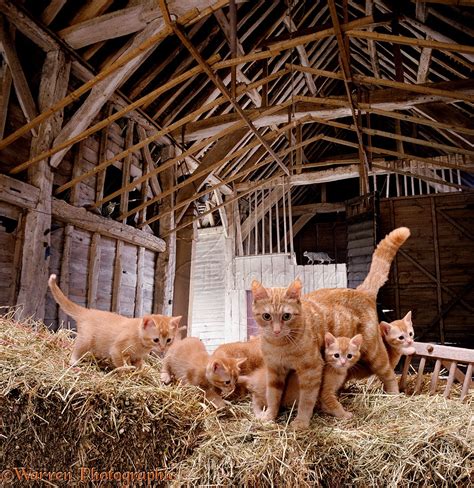 Barn cats in 3D 1 R photo WP00201