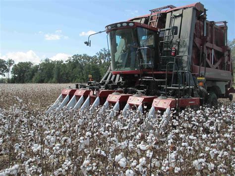 Cotton Harvest is Running Behind | Panhandle Agriculture