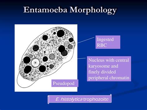 PPT - Entamoeba histolytica E. coli E. gingivalis PowerPoint ...