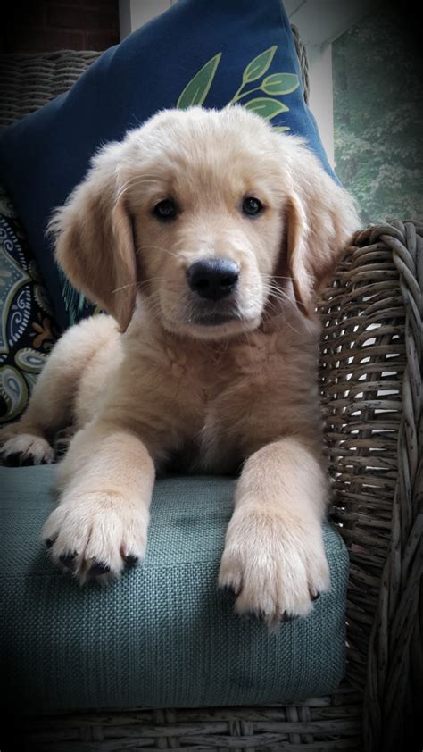 Golden Retriever Puppies For Sale | Hytop, AL #282517