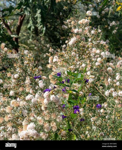 Wildflowers Kings Park Perth Stock Photo - Alamy