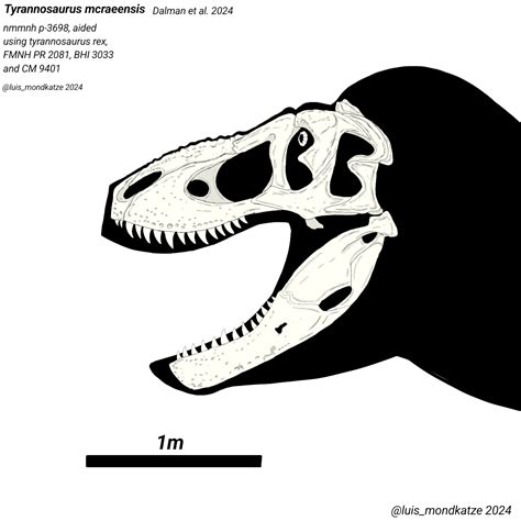 Tyrannosaurus mcraeensis skeletal by Luismondkatze on DeviantArt