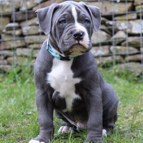 33 Cute American Bully Xl Sale Photo 8K - Bleumoonproductions