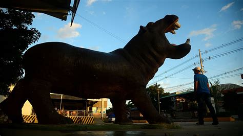 Pablo Escobar's Escaped Hippos Now Roam Wild in Colombia Rivers ...