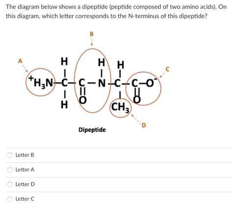 Dipeptide Molecule Sketch