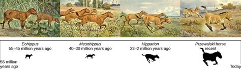 18.5 E: The Fossil Record and the Evolution of the Modern Horse ...