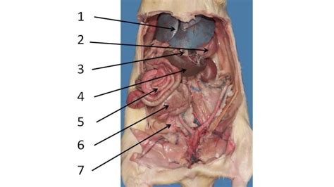 Rat Dissection- Abdominal Cavity Diagram | Quizlet