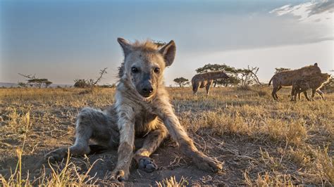 Serengeti wildlife photos from Discovery Channel's new series