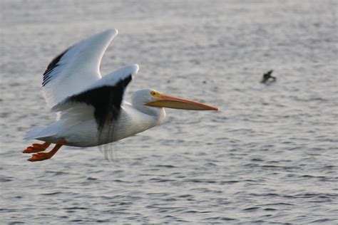 Free Pelican in Flight Stock Photo - FreeImages.com