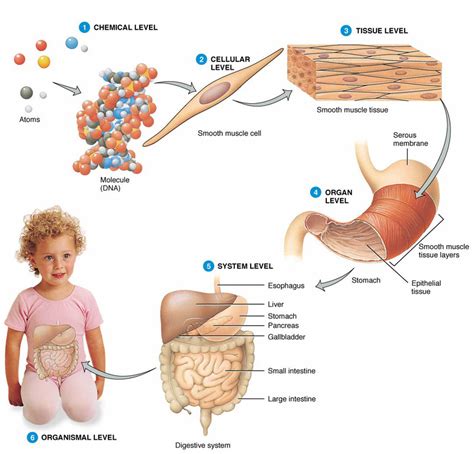 Cells, Tissue, Organ, Organ System - SSDS SCIENCE2014/5775