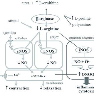 Nitric oxide synthesis and basic mechanisms of NO effects. NO-nitric ...