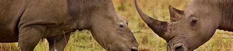 South Africa: national rhino poaching tally falls for fifth year ...