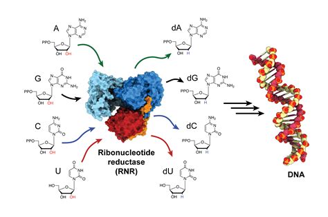 Newly discovered enzyme “square dance” helps generate DNA building ...