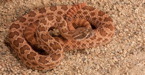 4 Types of Venomous Snakes Found in Utah! (ID Guide) - Bird Watching HQ