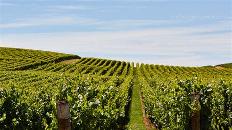 Pipers Brook Vineyard | Tamar Valley Wine