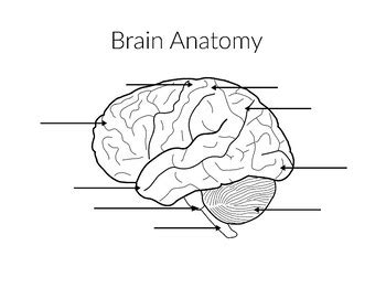 Brain Labeling Worksheets by Hatching Curiosity | TpT