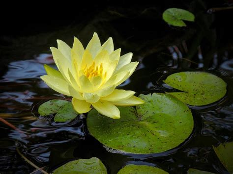 Yellow Lily Pad Flower Photograph