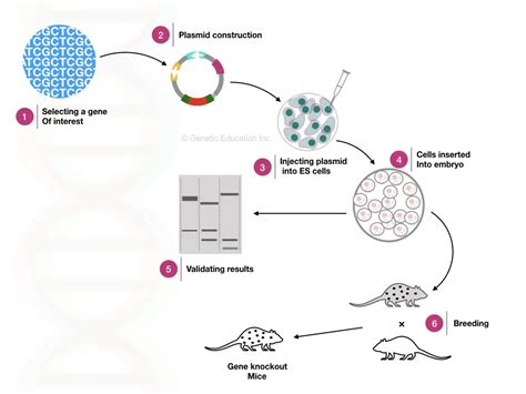 How To Construct Knockout Mice? A Stepwise Guide