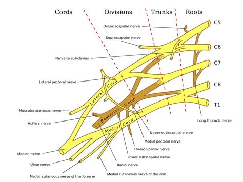 TIL that the "funny bone" is just a nerve and injury is common : r ...