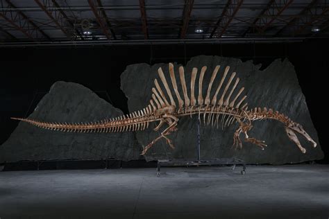 Spinosaurus | Paul Sereno - Paleontologist | The University of Chicago