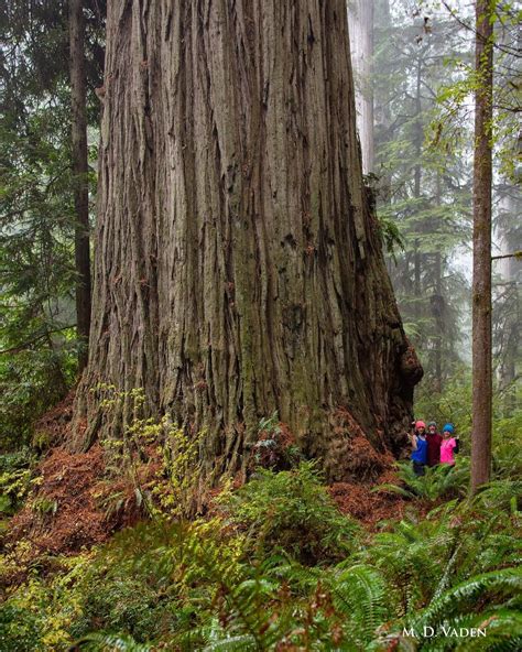 Tallest Tree In The World Hyperion