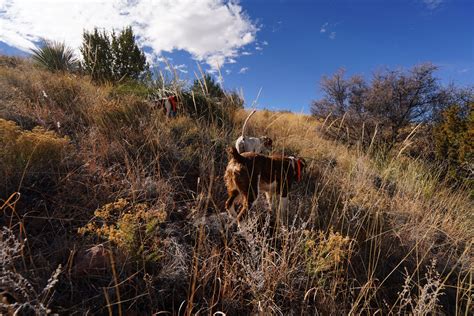 Arizona Quail Hunting Guides - Dave Brown Outfitters - Fly-Fishing and ...