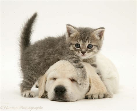 Kittens And Puppies Wallpapers Group (72+)