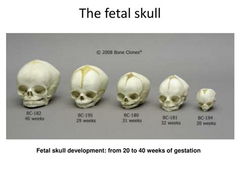 Internal Structure Of The Fetal Skull