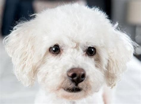 150+ Best Bichon Frise Names – Cute, Classy & More! - The Dogman