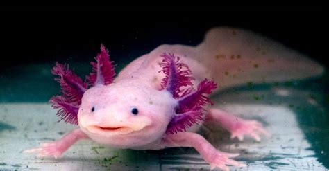 10 Incredible Axolotl Facts - AZ Animals