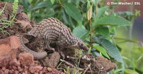 World Pangolin Day celebrations highlight pangolin conservation in a ...