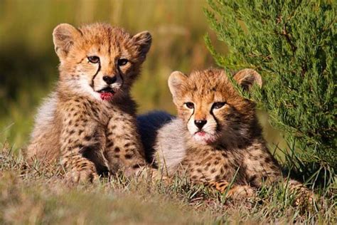 Birth of cheetah cubs brings good tidings for conservationists