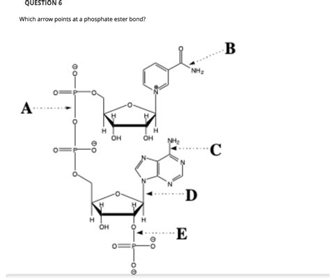 Solved Which arrow points at a phosphate ester bond? | Chegg.com