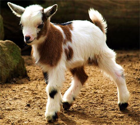 Funny Animals: Cute Baby Goat Pictures