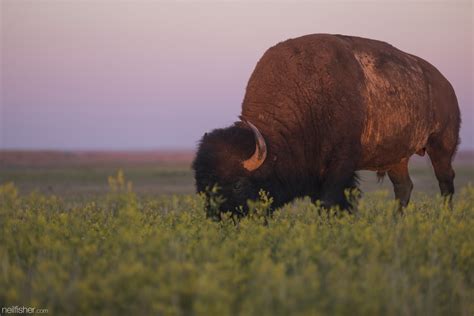 Grasslands National Park — neilfisher.com