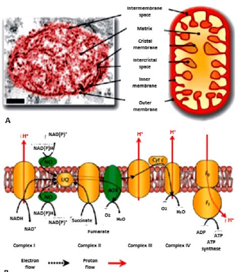 Schematic Diagram Of The Electron Transport Chain Etc Of