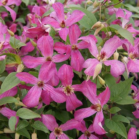 Clematis Wonderful | Brushwood Nursery, Clematis Specialists