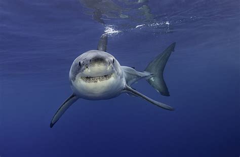 Great White Sharks Gather in Droves in the Middle of Nowhere, But Why ...