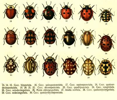 Ladybug Species - Learn About Nature