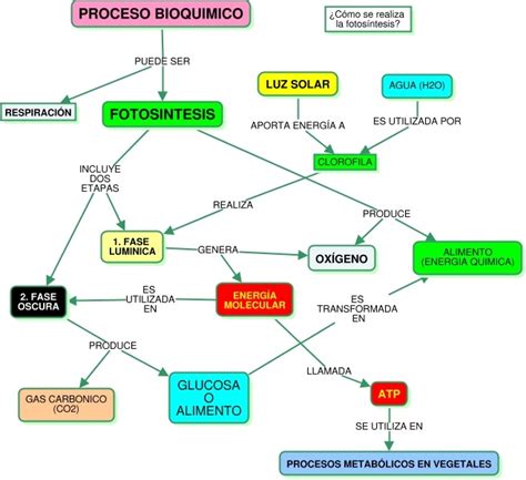 Mapa conceptual de la fotosíntesis ¡Guía paso a paso!