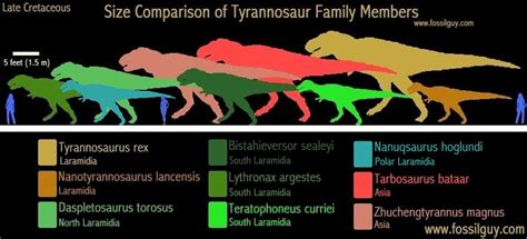 Fossilguy.com: Types of Tyrannosaur Dinosaurs and Origins of T. Rex