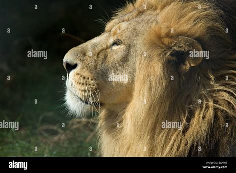 Majestic Lion Stock Photo - Alamy