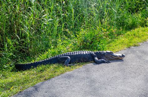 Everglades National Park hiking trails - Right Kind Of Lost