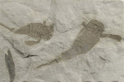 Two Eurypterus (Sea Scorpion) Fossils - New York (#236969) For Sale ...