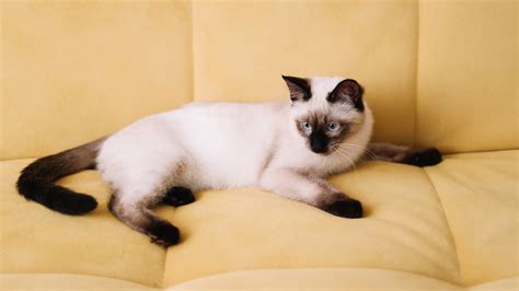 8 fascinating facts about Siamese cats | PetsRadar