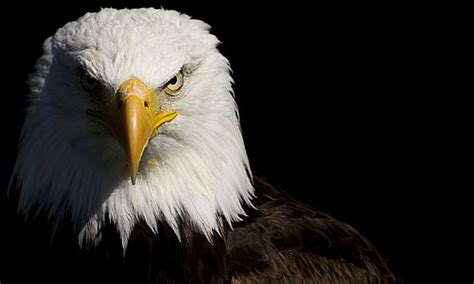 HD wallpaper: bald eagle, 8k, close up, bird of prey, 8k uhd, wildlife ...