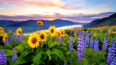 Wildflowers At Sunrise Wallpapers - Wallpaper Cave