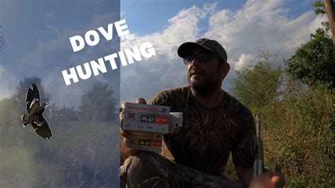 white wing dove hunting in Texas WMA - YouTube